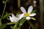 Coastal rose gentian